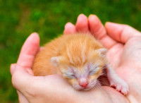 Un chaton roux dans les mains de son propriétaire
