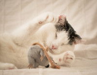 Un chat aveugle joue avec une souris en peluche