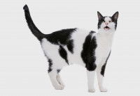 Un chat aveugle qui se tient debout miaule