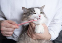 Une personne en train de brosser les dents d'un chat