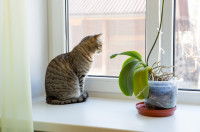 Un chat assis en train de regarder par la fenêtre.