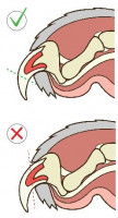 Illustration permettant de savoir ou couper les griffes d'un chat