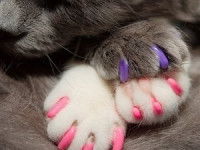 Un chat gris avec des protège-griffes rose et violet
