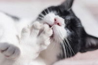 Un chat noir et blanc léchant ses griffes