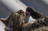 Un chat tigré léchant une patte infectée