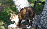 Un chat faisant ses griffes sur une souche d'arbre