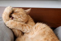 Un gros chat roux fait sa toilette