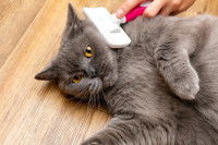 Un chat gris foncé se fait brosser le poil
