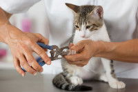 Un toiletteur coupe les ongles d'un petit chat