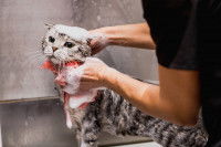 Une toiletteuse nettoie un chat sous la douche