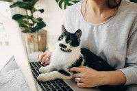 Une maitresse et son chat noir et blanc regarde l'ordinateur