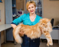 Un gros chat tigré à poil long dans les bras d'une toiletteuse