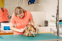 Une toiletteuse brosse un chat tigré roux
