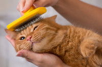 Un chat tigré roux se fait brosser la tête