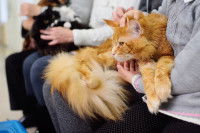 Un chat tigré à poil long sur les genoux de sa maitresse