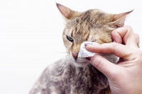 Une toiletteuse nettoie les yeux d'une chat tigré