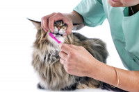 Une toiletteuse brosse les dents d'un chat à poil long