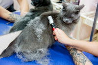 Une toiletteuse dégrossis le poil d'un chat gris