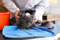 Un toiletteur essuie un chat venant de se faire laver