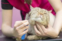 Une toiletteuse coupe les poils d'un chat