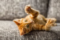 Un petit chat roux couché sur le dos dans le divan