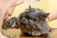 Une toiletteuse coupe les ongles d'un gros chat gris à poil long