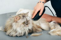Une toiletteuse tond le pelage d'un chat à poil long