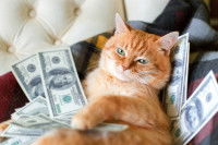 Un chat roux tigré entouré de plusieurs dollars