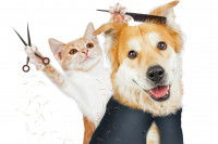 Une petit chat roux fait la coiffure d'un gros chien