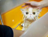 Un petit chat tigré roux venant de se faire rincer sous la douche