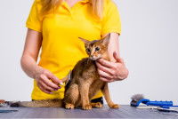 Un petit chat roux se fait brosser le dos par une toiletteuse