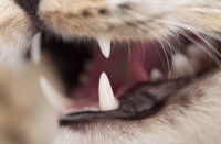 Gros plan d'une dentition de chat