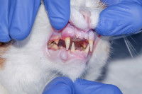 Un vétérinaire observant l'état des dents d'un chat blanc et roux
