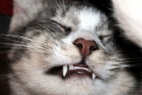 Un chat tigré venant de se faire détartrer les dents