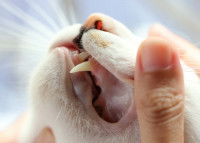 Une maitresse faisant un examen quotidien des dents de son chat