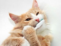 Un chat roux et blanc à poil long se brossant les dents