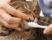 Un chat tigré se faisant brosser les dents
