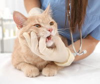 Une vétérinaire examinant la dentition d'un chat roux tigré