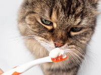 Un chat tigré reniflant du dentifrice sur une brosse à dents