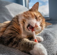 Un chat tigré mordillant une brosse à dents