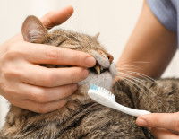 Un chat tigré réticent à l'idée de se faire brosser les dents