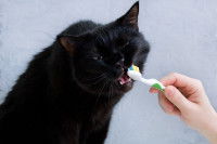Un chat noir en train de se laisser brosser les dents par sa maitresse