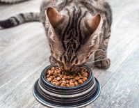 Un chat tigré mangeant ses croquettes dans sa gamelle