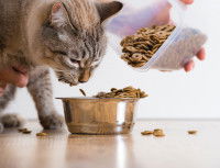 Un chat tigré recevant des croquettes dans sa gamelle