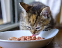 Un chaton léchant sa pâtée