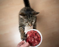Un chat tigré recevant de la viande crue