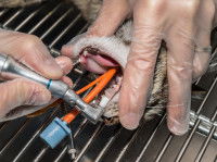 Un chat en train de se faire détartrer les dents