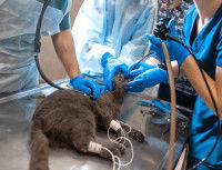 Un chat subissant une anesthésie général