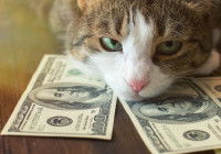 Un chat tigré posant sa tête sur des dollars