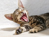 Un chaton en train de bailler